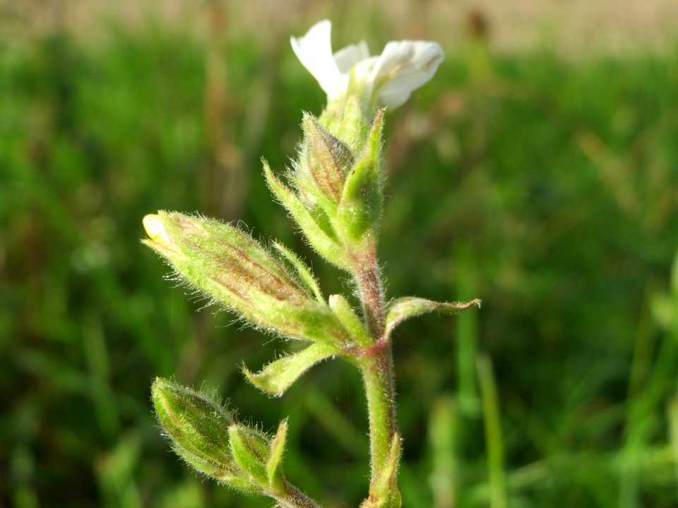 20140925Silene_latifolia1