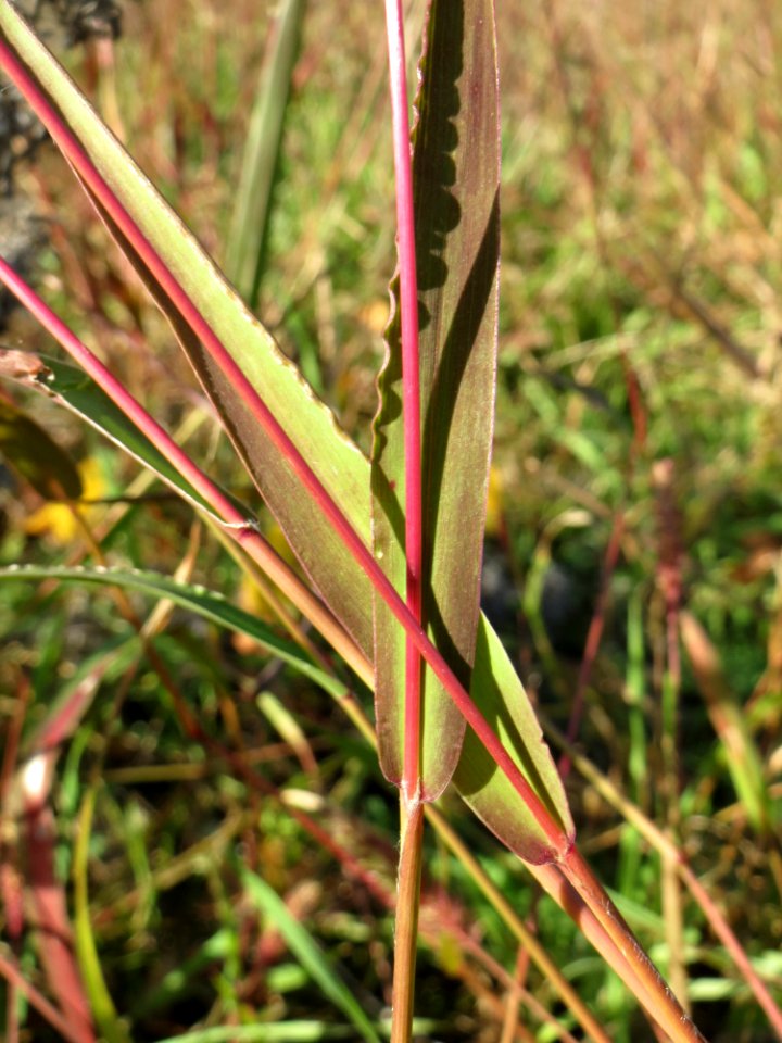 20140923Setaria_viridis7