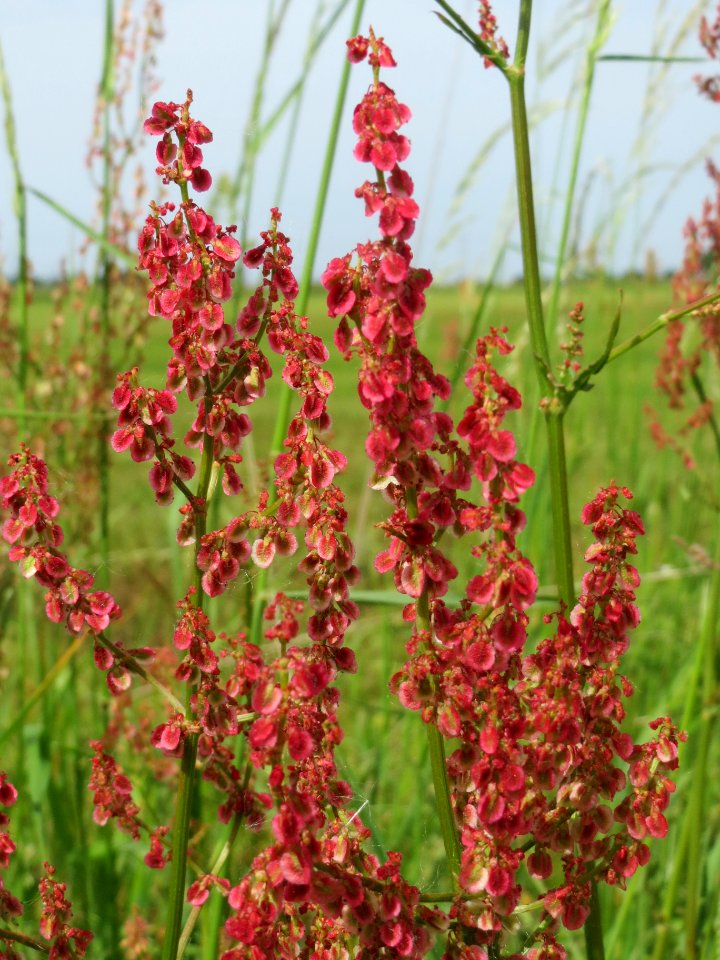 20140522Rumex_acetosa4