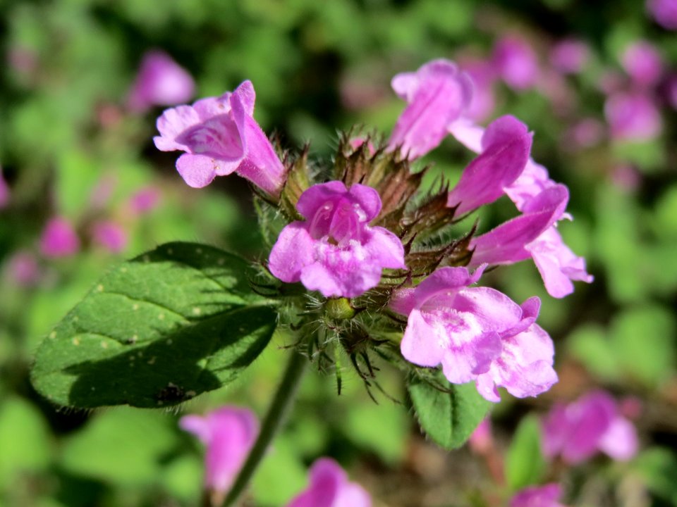 20140807Clinopodium_vulgare1