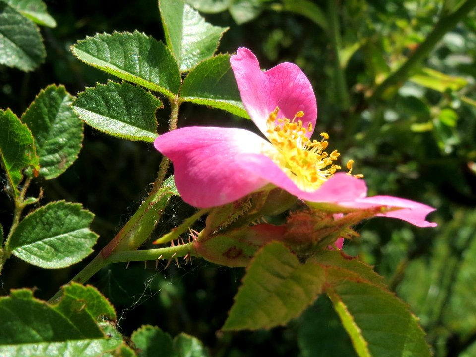 20140520Rosa_rubiginosa4