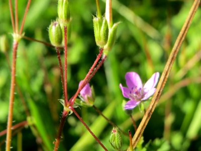20140923Erodium_cicutarium2