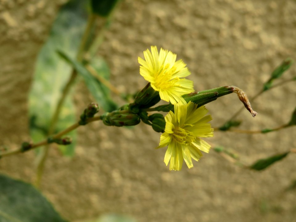 20140805Lactuca_serriola2