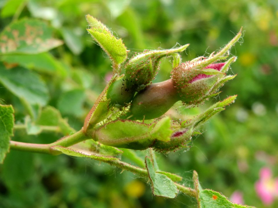 20140521Rosa_rubiginosa4