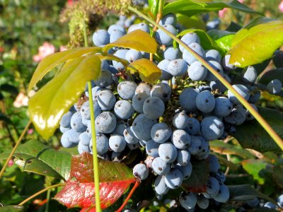 20140923Mahonia_aquifolium2
