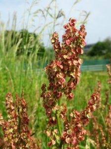 20140522Rumex_acetosa3
