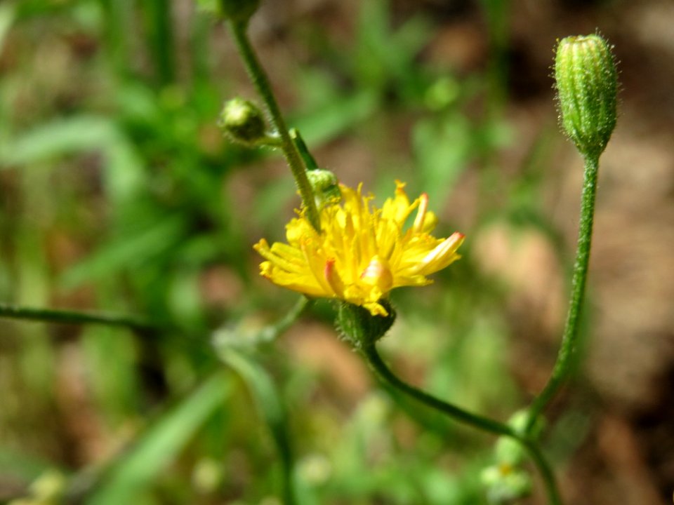 20140808Hypochaeris_radicata2
