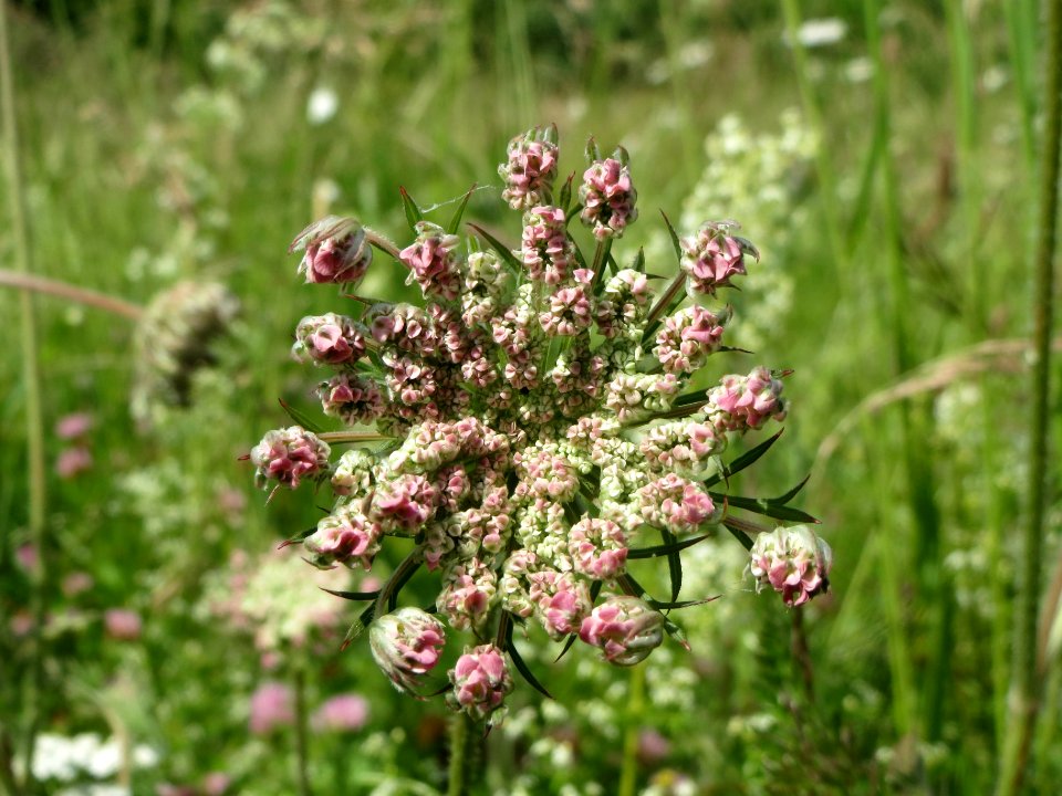 20140523Daucus_carota1