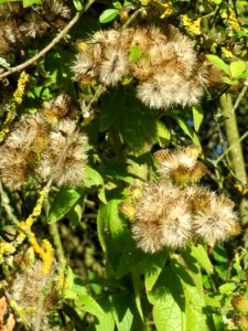 20140923Inula_conyzae2