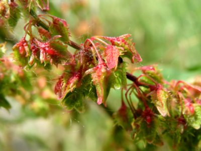 20140522Rumex_acetosa2