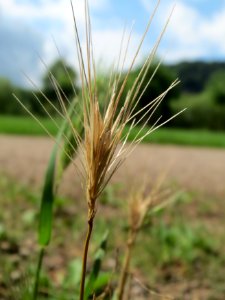 20140804Hordeum_murinum1
