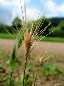 20140804Hordeum_murinum1 photo