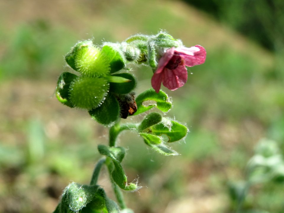 20140523Cynoglossum_officinale1