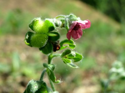 20140523Cynoglossum_officinale1