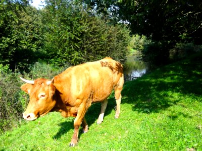 20140912_Adriaan_Hom_Poel_Hulkensteinse_Bos