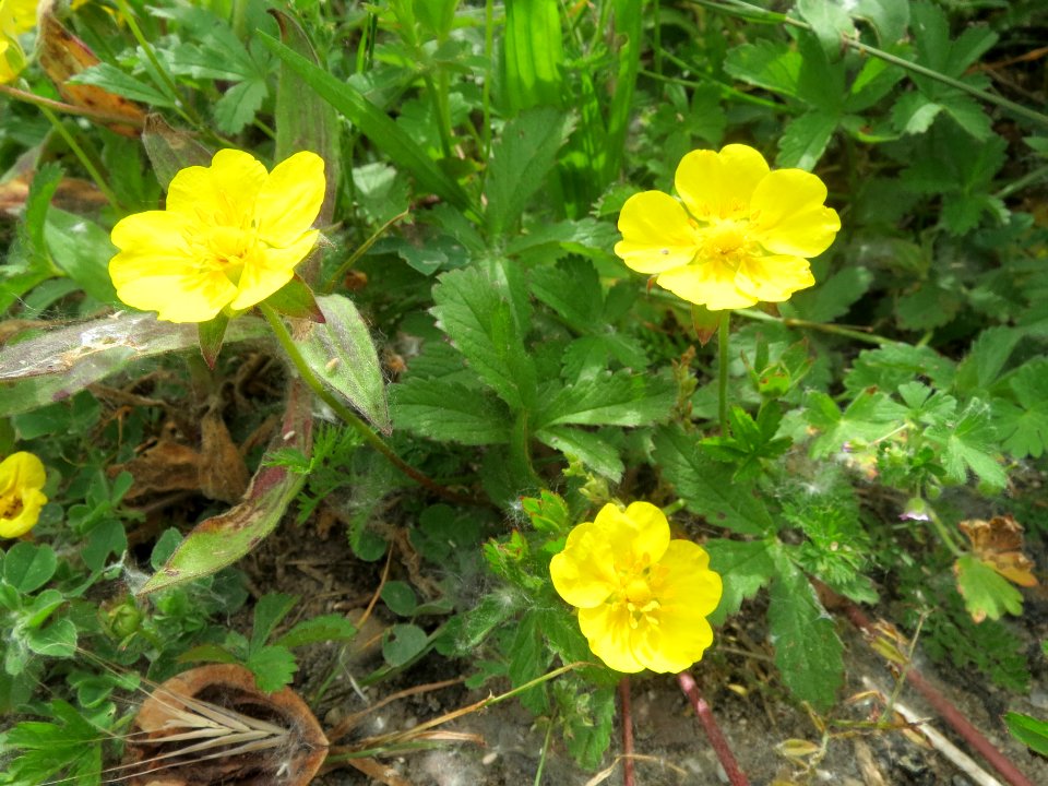 20140522Potentilla_reptans2