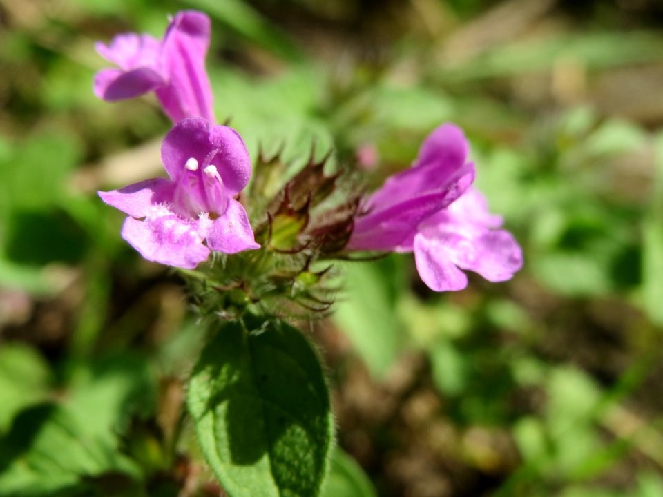 20140807Clinopodium_vulgare3