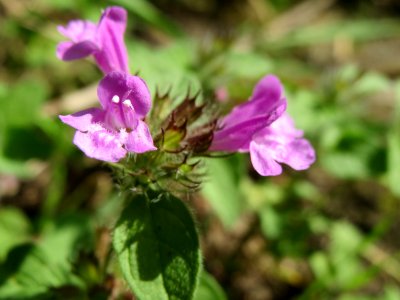 20140807Clinopodium_vulgare3