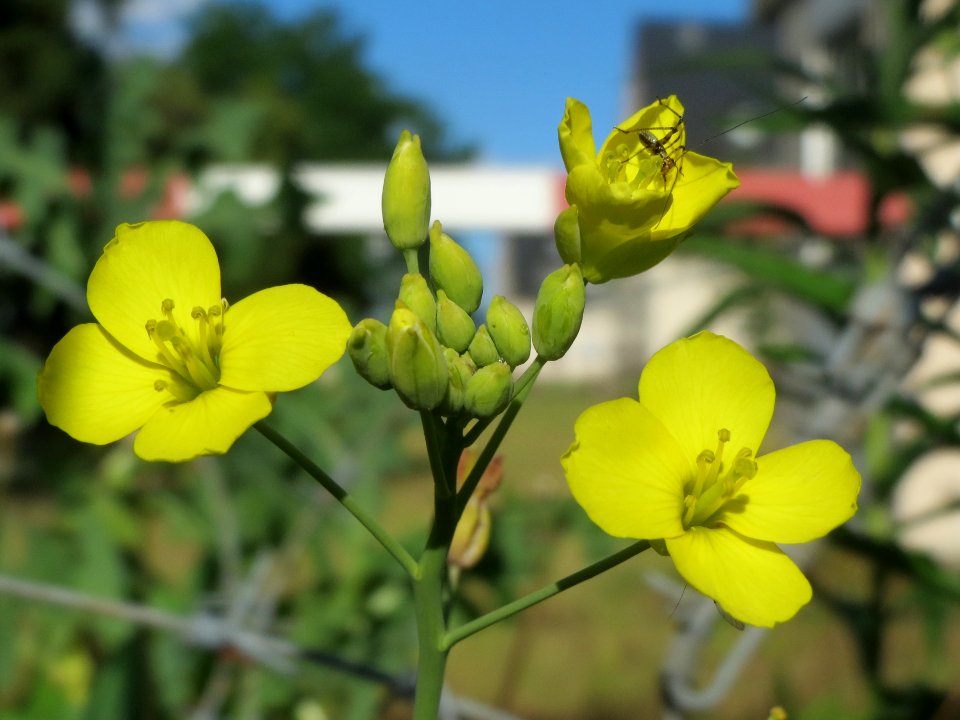 20140523Diplotaxis_tenuifolia
