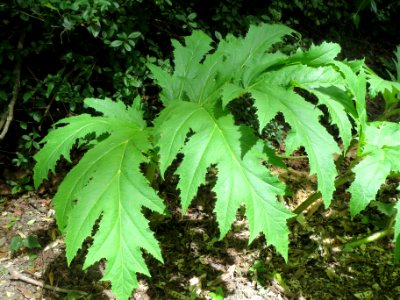 20140522Heracleum_mantegazzianum2
