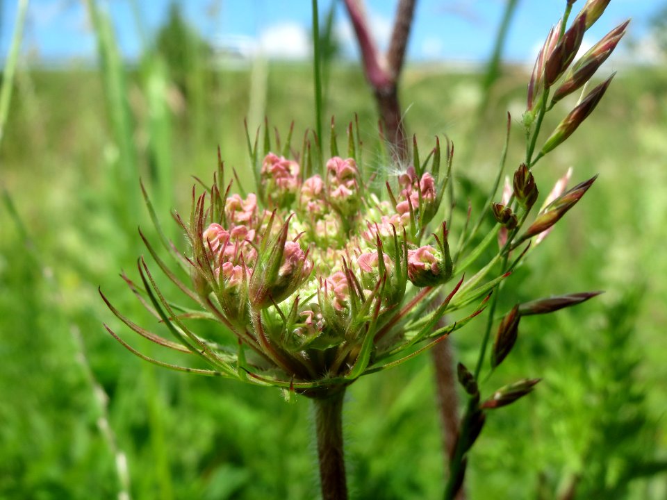 20140523Daucus_carota5