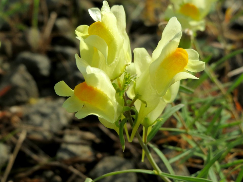 20140916Linaria_vulgaris1