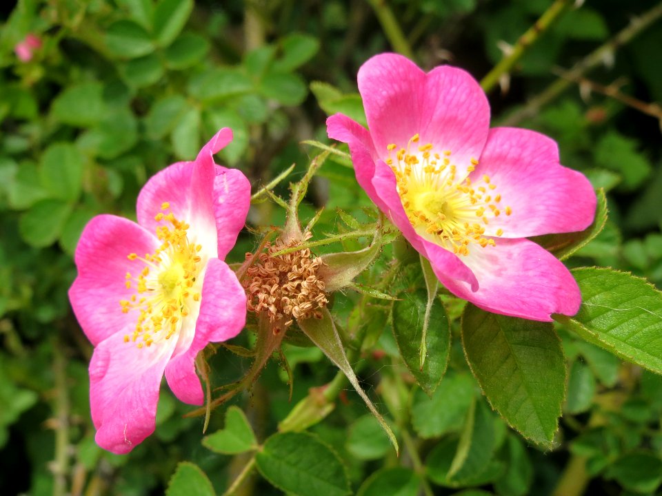 20140521Rosa_rubiginosa1