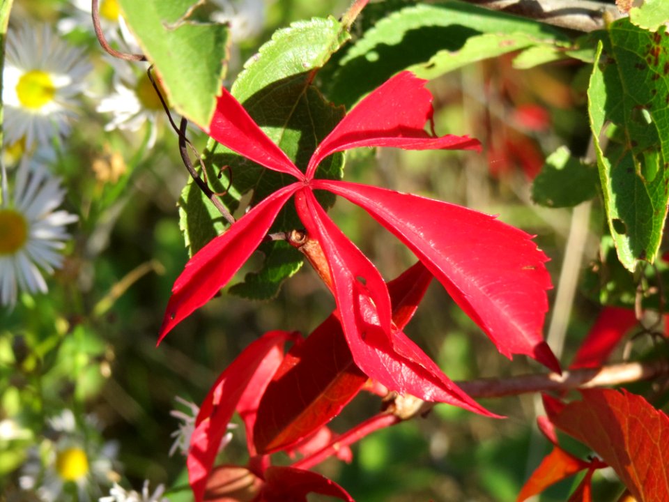 20140923Parthenocissus_quinquefolia4