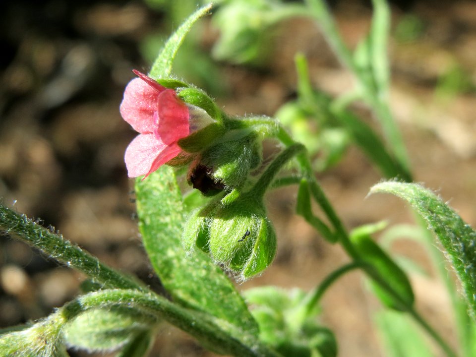 20140523Cynoglossum_officinale2