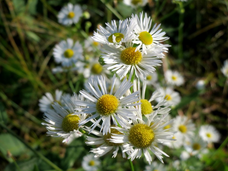 20140923Erigeron_annuus2