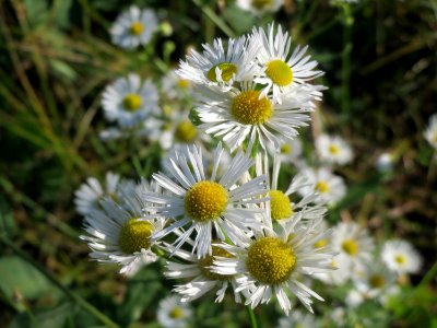 20140923Erigeron_annuus2