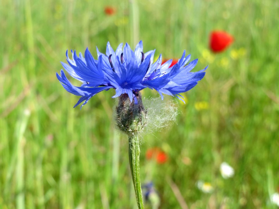 20140517Centaurea_cyanus3