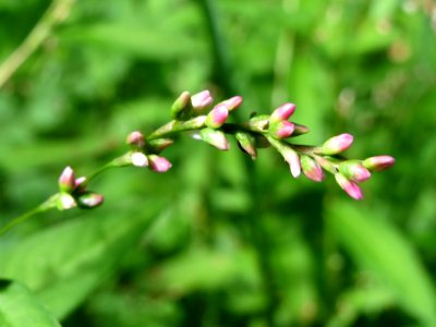 20140822Persicaria_lapathifolia1