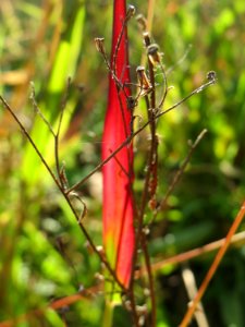 20140923Setaria_viridis6