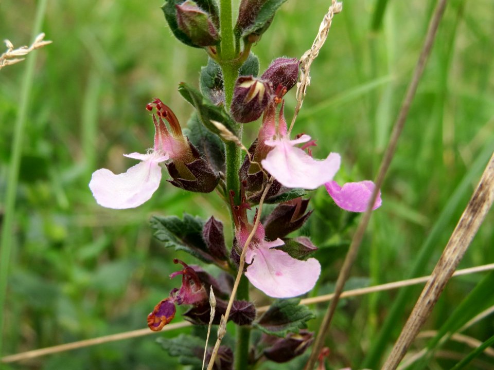 20140803Teucrium_chamaedrys3