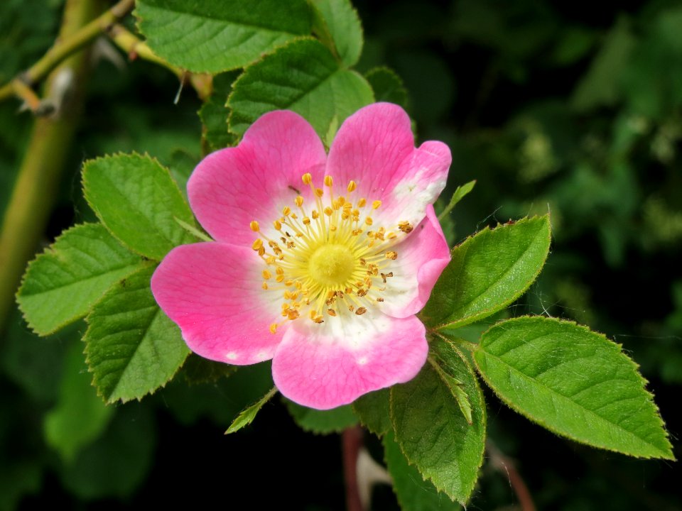 20140521Rosa_rubiginosa2