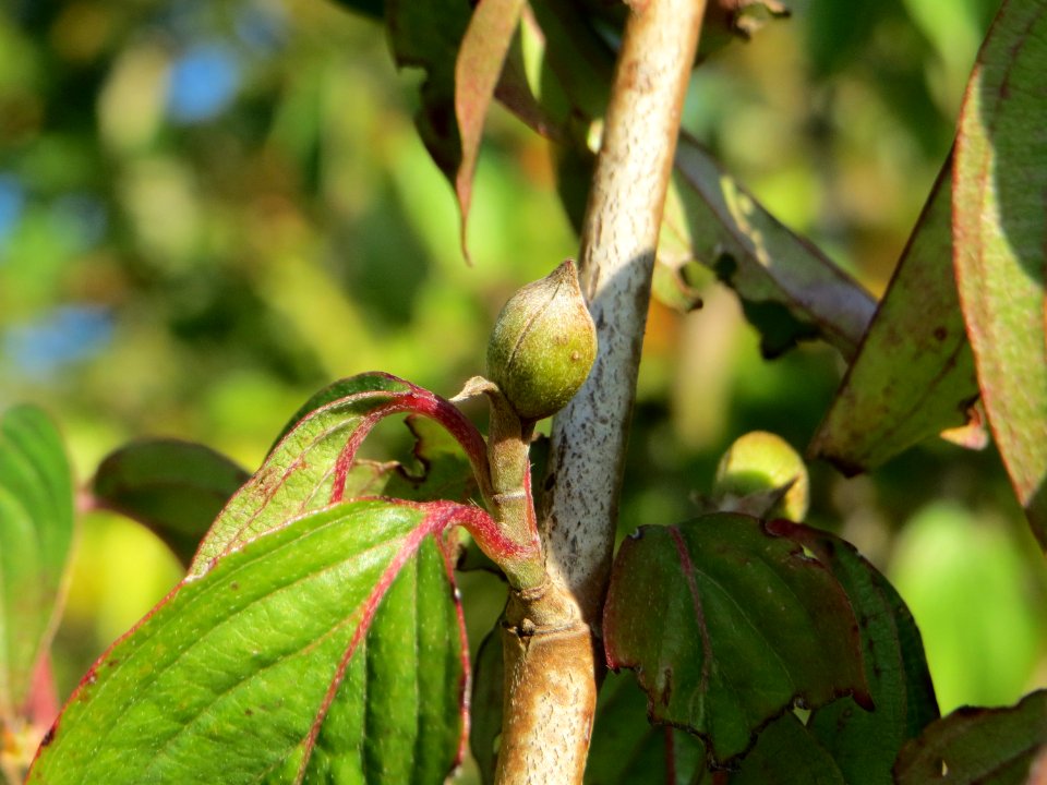 20140923Cornus_mas2