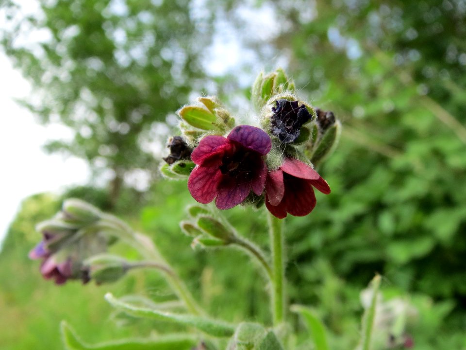 20140521Cynoglossum_officinale1