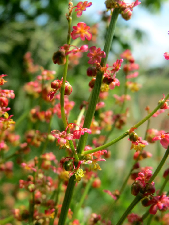 20140518Rumex_acetosa3
