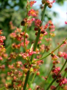 20140518Rumex_acetosa3