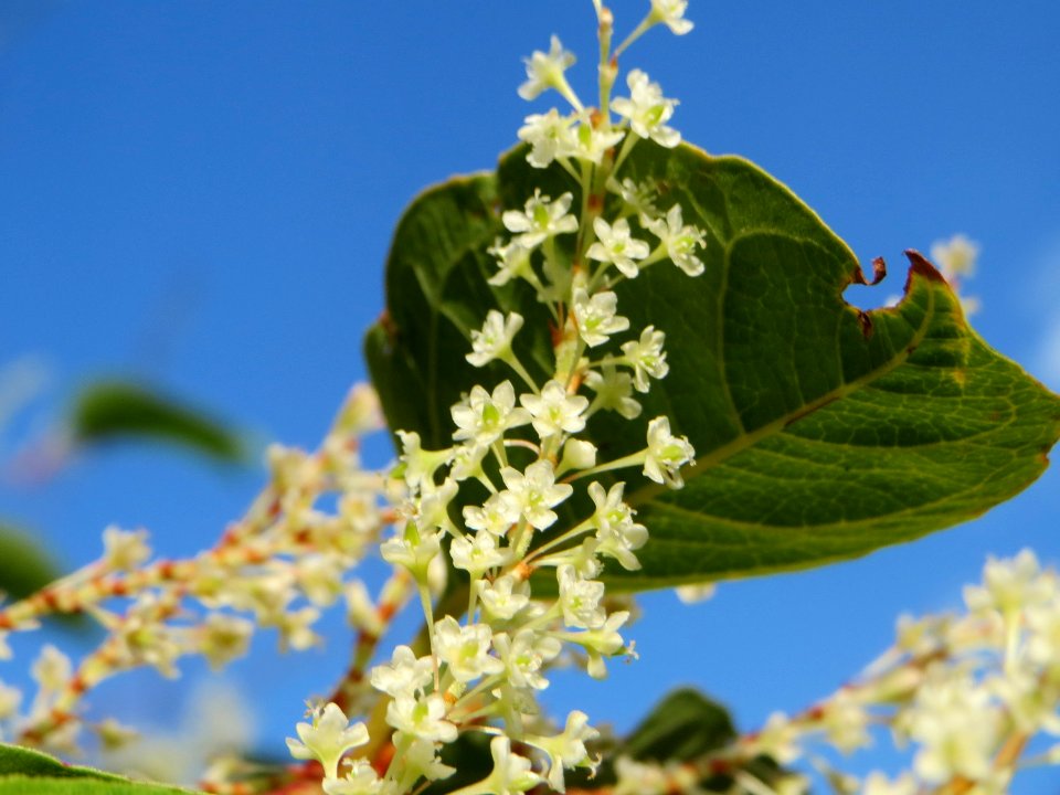 20140916Reynoutria_japonica5