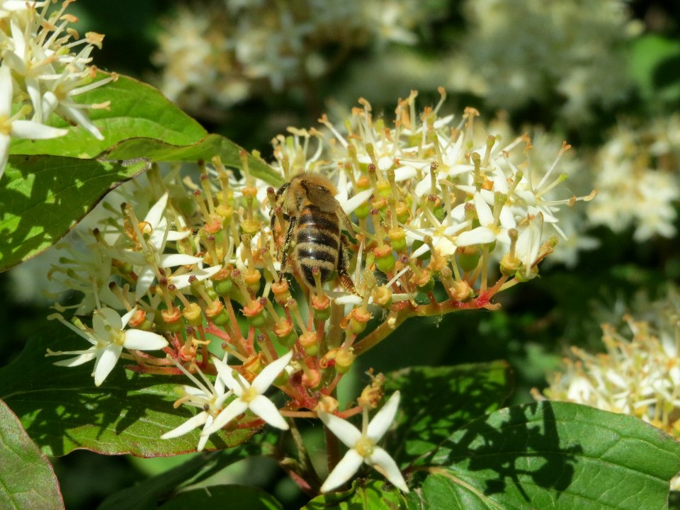 20140517Cornus_sanguinea3