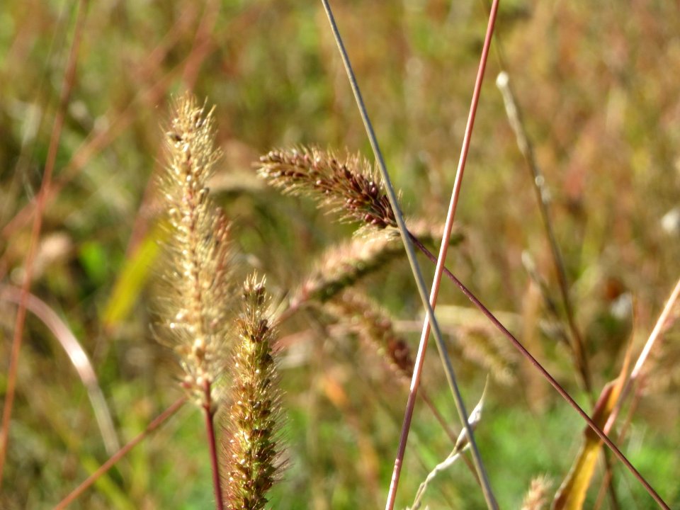 20140923Setaria_viridis5