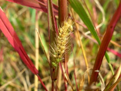 20140919Setaria_viridis5