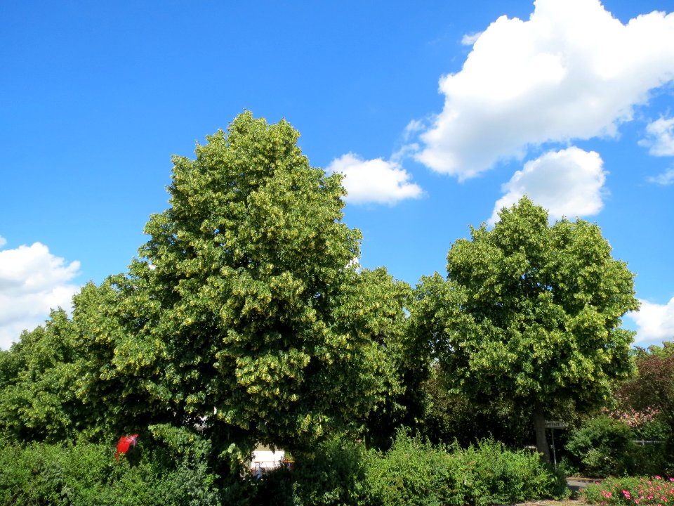20140605Tilia_cordata6