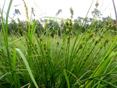 20140518Gras2