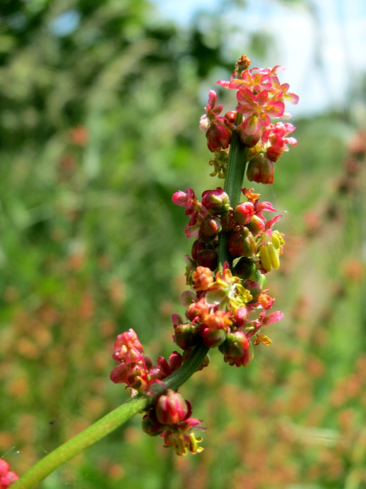 20140518Rumex_acetosa1