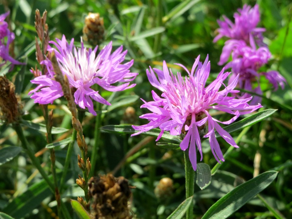20140809Centaurea_jacea6