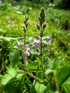 20140523Veronica_officinalis3