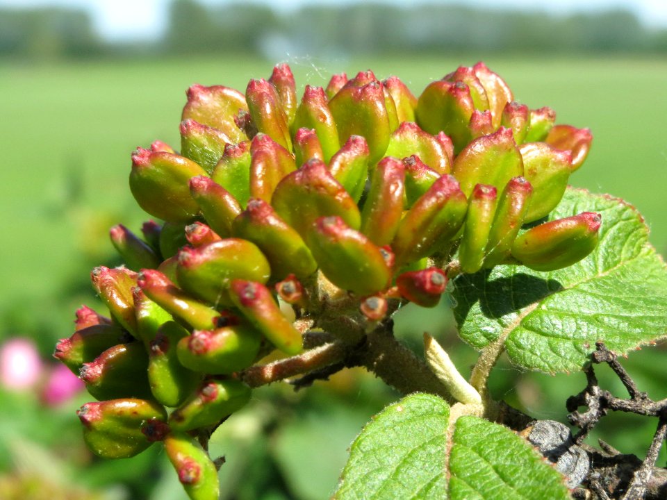 20140517Viburnum_lantana2